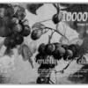 2024 The Red Vineyard 1888 by Van Gogh 2.5oz Silver 750g Zinc 120g Copper Coin - Image 5